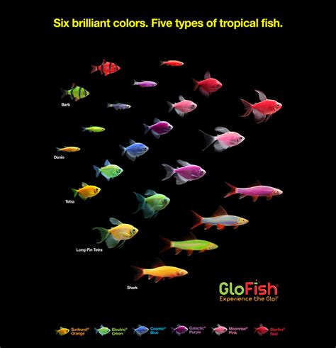 glowing fish|5 Different Types of Glofish .